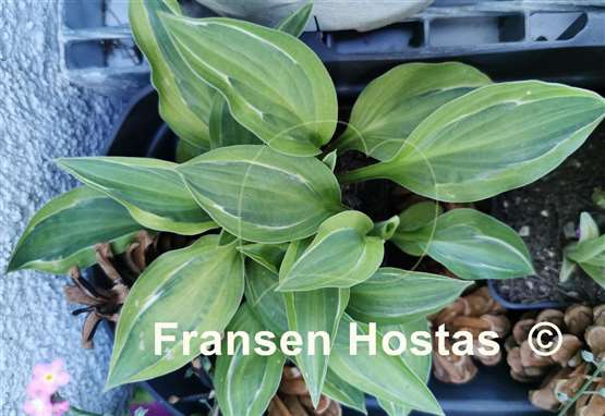Hosta Playmate