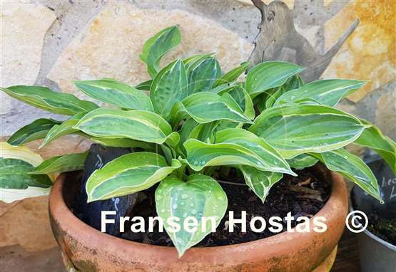 Hosta Playmate