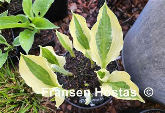 Hosta Playmate