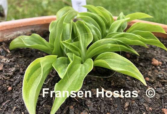 Hosta Plug Nickel
