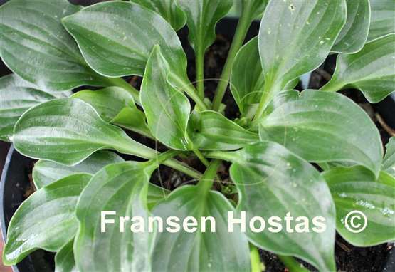 Hosta Plug Nickel