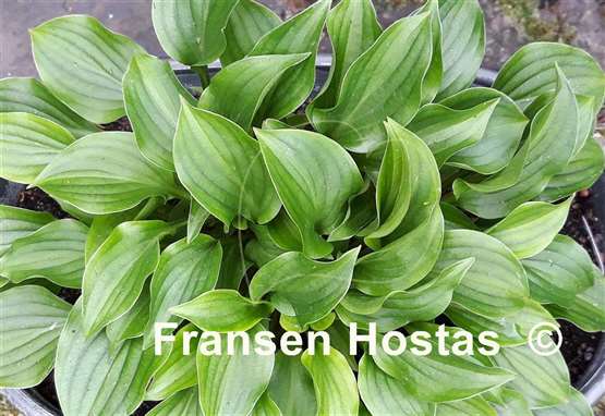 Hosta Plug Nickel