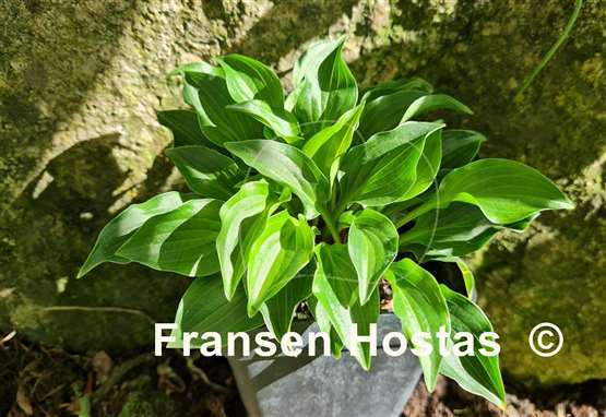 Hosta Plug Nickel