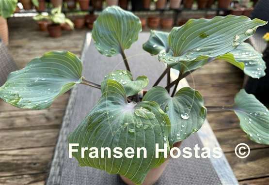 Hosta Plum Delicious