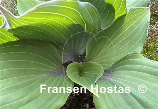 Hosta Plum Delicious