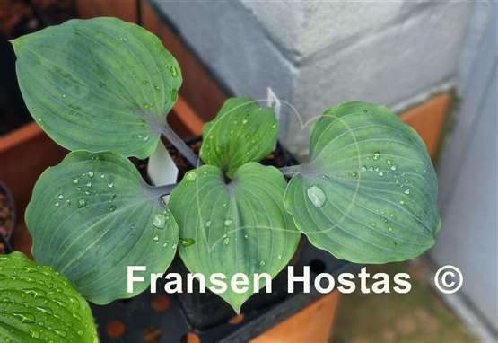 Hosta Plum Delicious