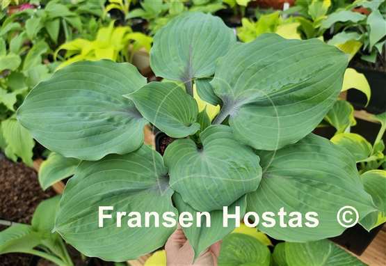Hosta Plum Delicious