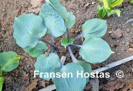 Hosta Plum Delicious