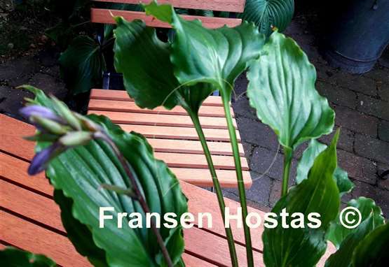 Hosta Plum Nutty