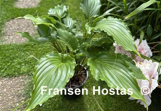 Hosta Plum Nutty