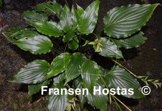 Hosta Plum Nutty