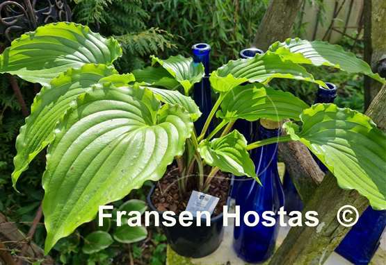 Hosta Plum Nutty