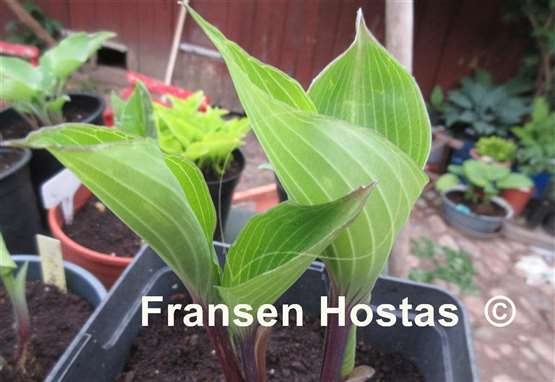 Hosta Plum Pudding