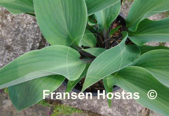 Hosta Plum Creek Fransen Hostas Hosta Plum Creek Fransen Hostas