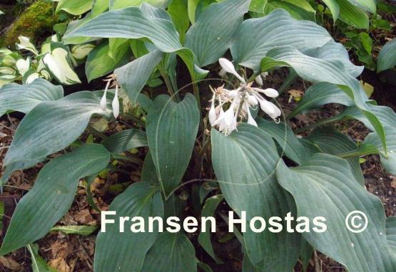 Hosta Plum Creek