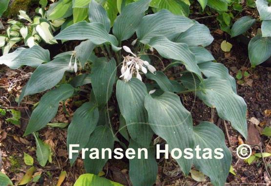 Hosta Plum Creek
