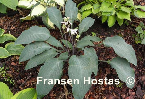 Hosta Plum Creek