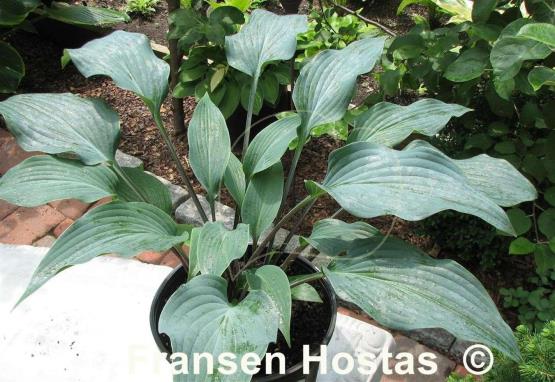 Hosta Plum Creek Fransen Hostas Hosta Info