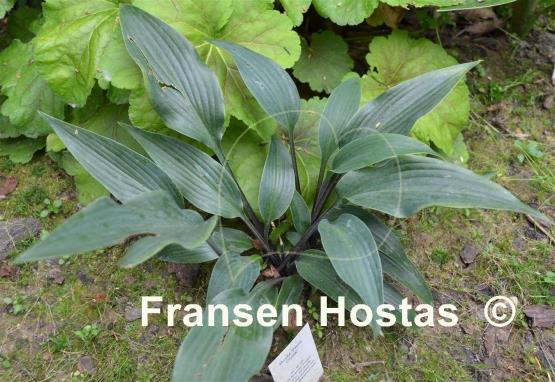 Hosta Plum Creek