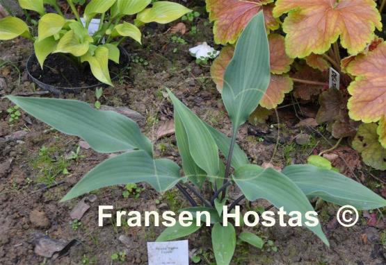 Hosta Plum Creek Fransen Hostas Hosta Info