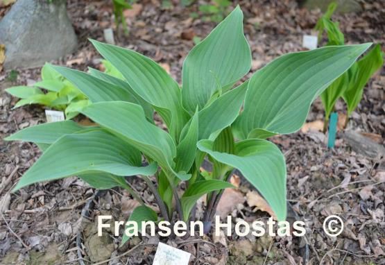 Hosta Plum Creek Fransen Hostas Hosta Plum Creek Fransen Hostas