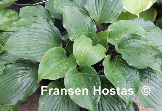 Hosta Plum Pudding