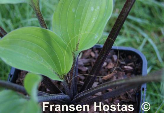 Hosta Plum Pudding