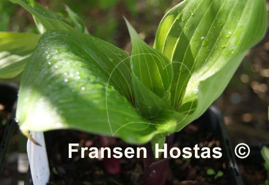 Hosta Plum Pudding