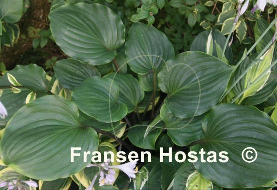 Hosta Plum Pudding