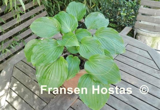 Hosta Plum Pudding