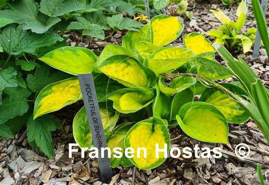 Hosta Pocketful of Sunshine
