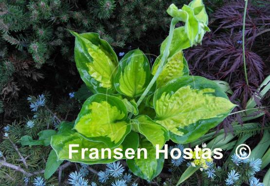 Hosta Pocketful of Sunshine
