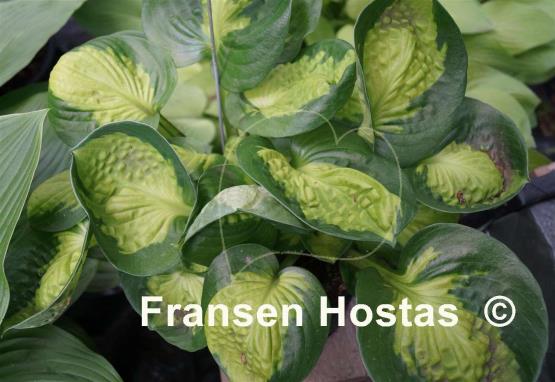 Hosta Pocketful of Sunshine