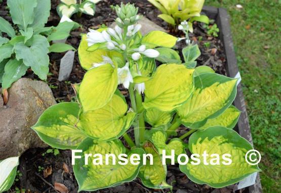 Hosta Pocketful of Sunshine