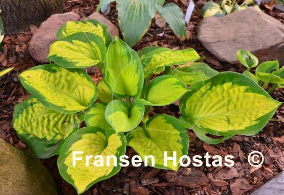 Hosta Pocketful of Sunshine
