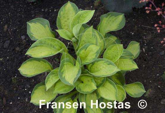 Hosta Pocketful of Sunshine