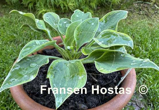 Hosta Poco Pete