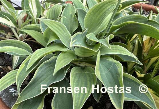 Hosta Poco Pete