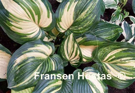 Hosta Poison Dart Frog