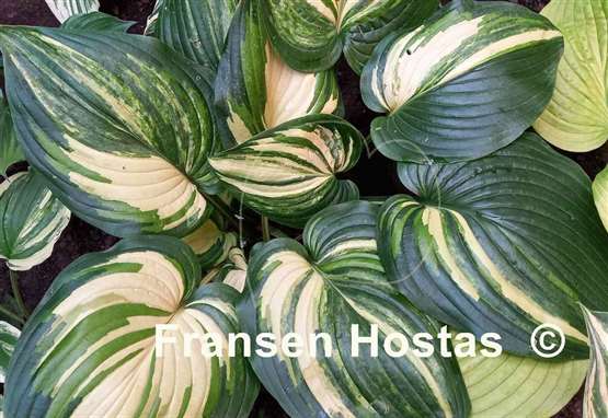 Hosta Poison Dart Frog
