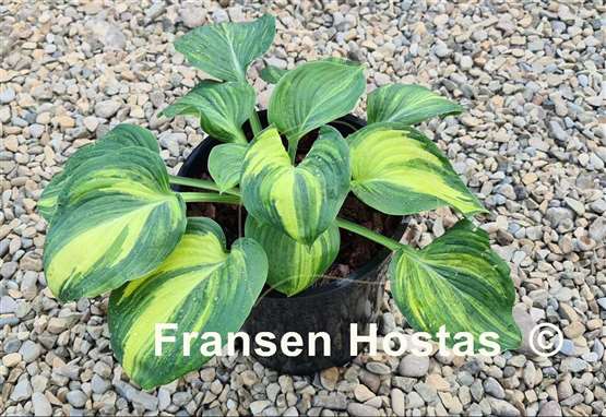 Hosta Poison Dart Frog