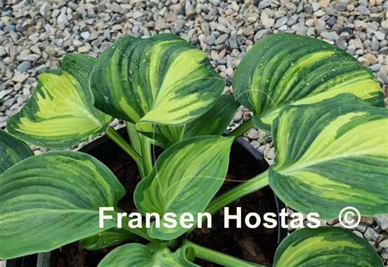 Hosta Poison Dart Frog