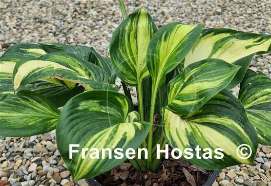 Hosta Poison Dart Frog
