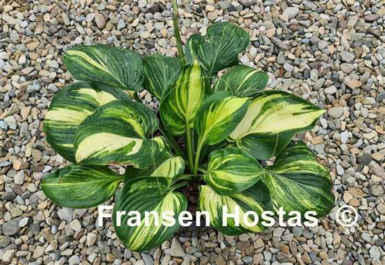 Hosta Poison Dart Frog