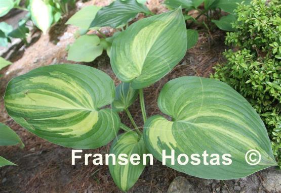 Hosta Poison Dart Frog