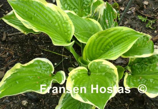 Hosta Poke Sally