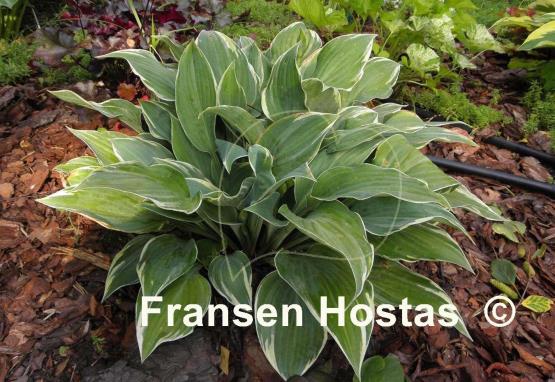 Hosta Poker