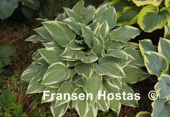Hosta Poker
