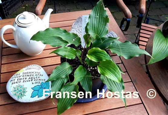 Hosta Pondering Parsippany