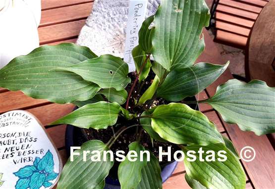 Hosta Pondering Parsippany